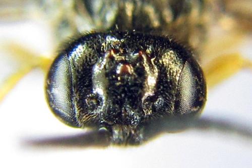 Réf. 331 357 : Alphastromboceros konowi