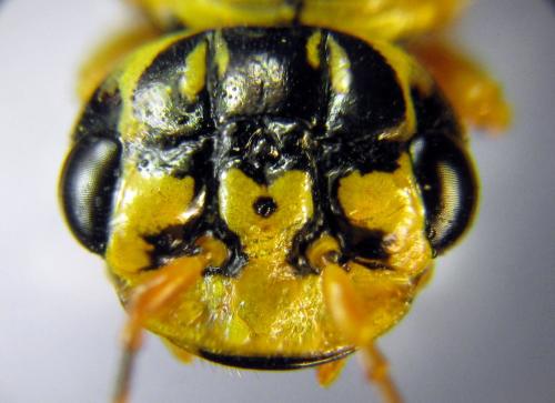 Réf. 331 384 : Pamphilius histrio