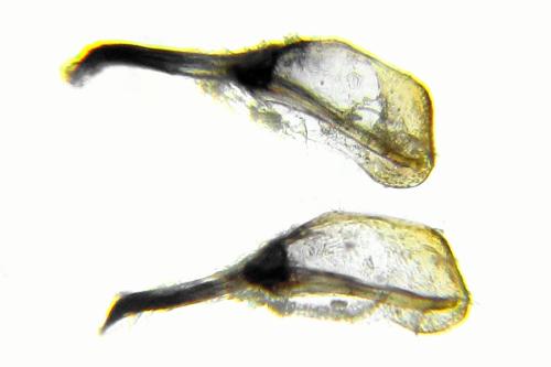 Réf. 331 514 : Emphytus basalis