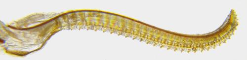 Abia fasciata