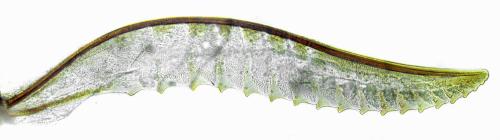 Réf. 331 322 : Monardis plana