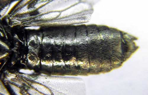 Arge gracilicornis