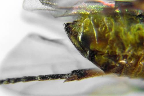 Euura poecilonota