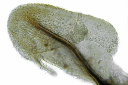 Strongylogaster mixta