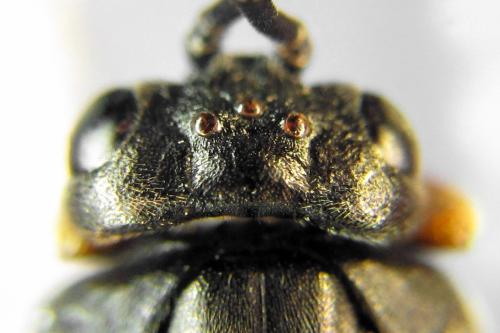 Nematus septentrionalis