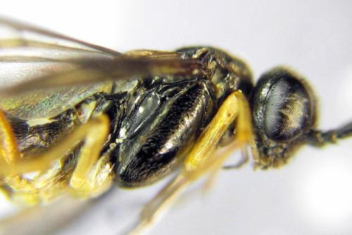 Alphastromboceros konowi