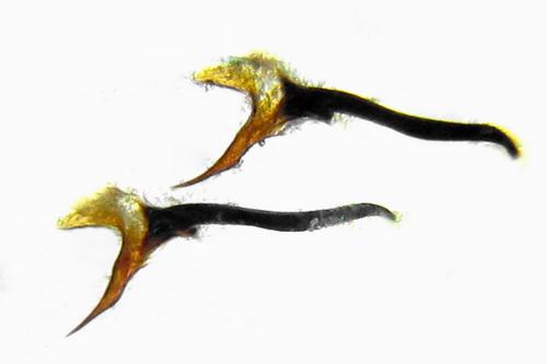 Tenthredopsis litterata