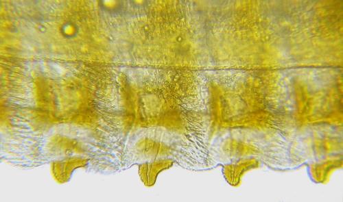 Abia fasciata