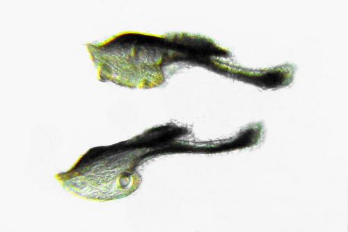 Empria sp.