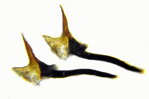 Tenthredopsis litterata