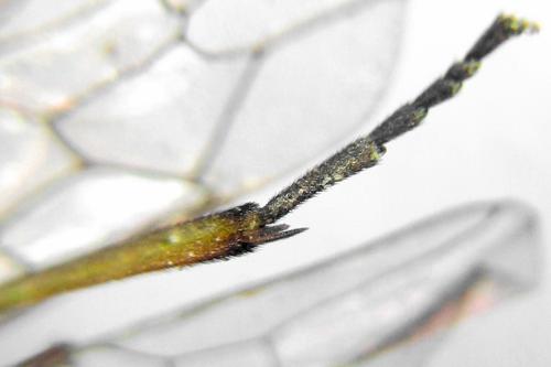 Euura poecilonota