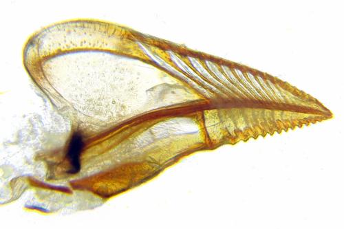 Nematus septentrionalis