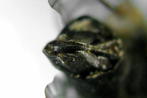 Réf. 331 320 : Monardis plana