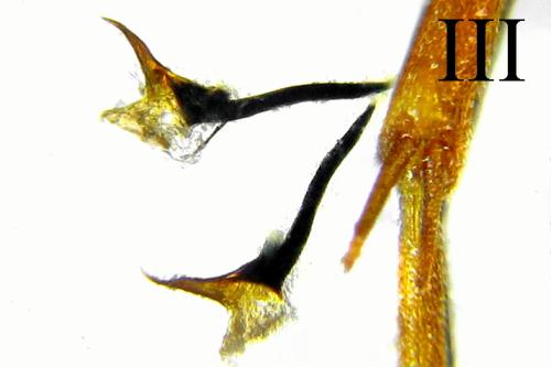 Tenthredopsis litterata