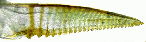 Euura poecilonota