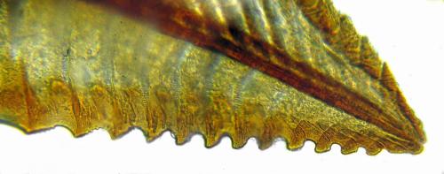 Nematus septentrionalis