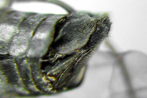 Réf. 331 321 : Monardis plana