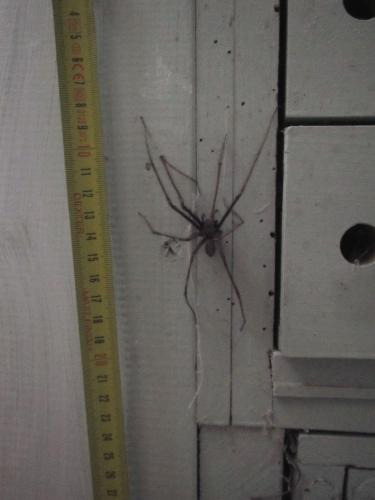 Tegenaria parietina