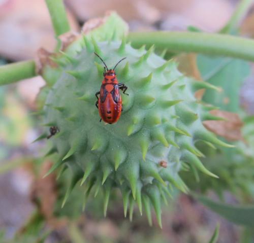 Spilostethus furcula