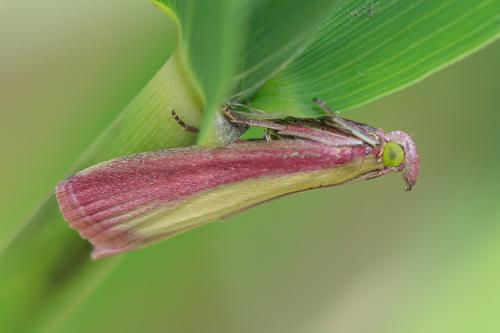 Oncocera semirubella