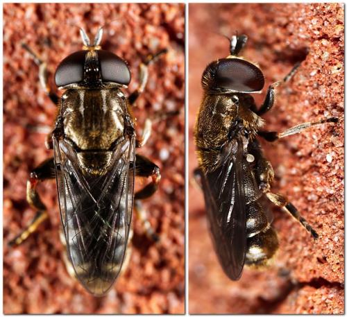Réf. 331 018 : Eumerus sp.