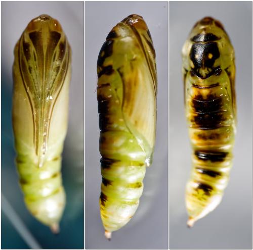 Réf. 331 078 : Chrysodeixis chalcites