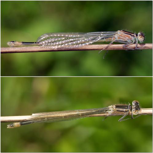 Ischnura elegans