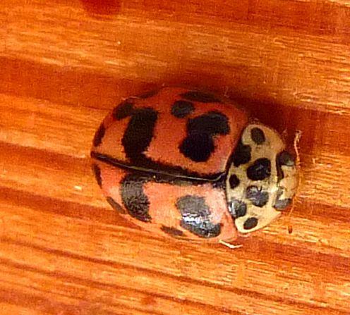 Réf. 331 167 : Oenopia conglobata