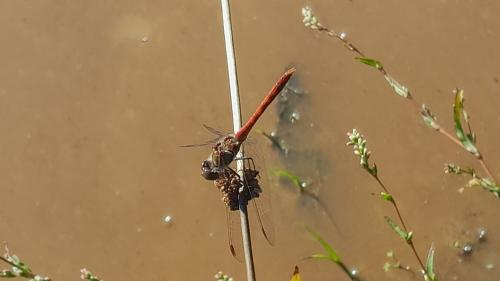 Réf. 331 038 : Sympetrum sp.