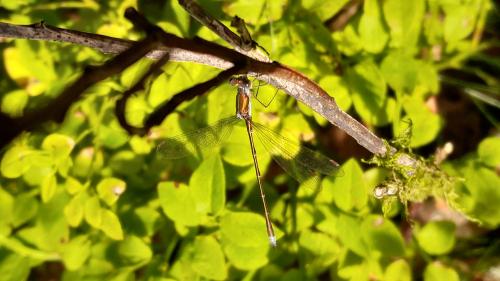 Lestes virens