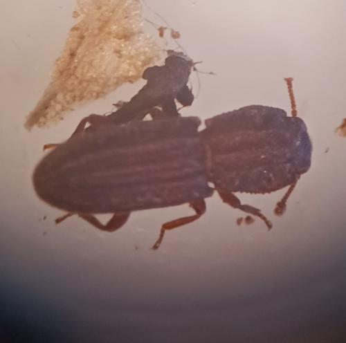Langelandia anophtalma