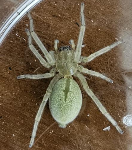Réf. 331 163 : Cheiracanthium sp.