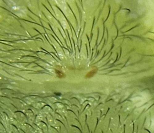 Cheiracanthium sp.