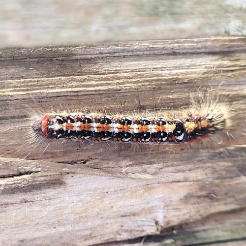 Réf. 331 149 : Acronicta tridens