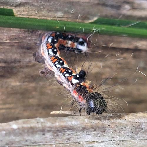 Réf. 331 150 : Acronicta tridens