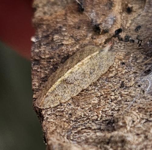 Réf. 331 206 : Epistrophe sp.