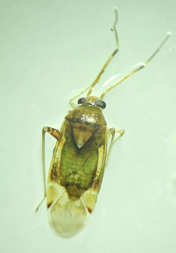 Réf. 331 888 : Pinalitus cervinus