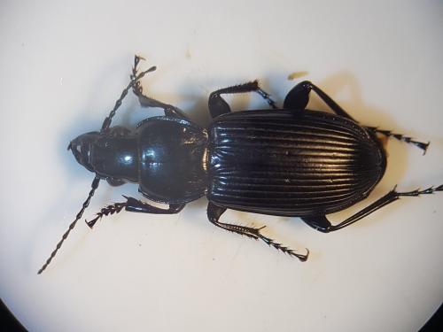 Réf. 331 981 : Pterostichus melanarius