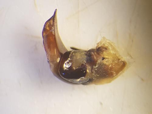 Réf. 331 983 : Pterostichus melanarius