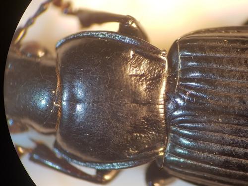 Réf. 331 982 : Pterostichus melanarius