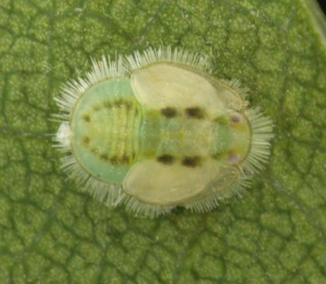 Trioza remota