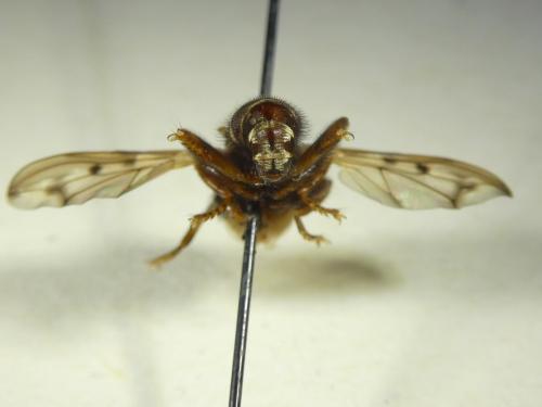 Myopa tessellatipennis