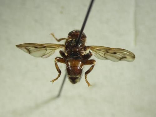 Myopa tessellatipennis