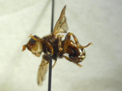 Réf. 331 219 : Myopa tessellatipennis