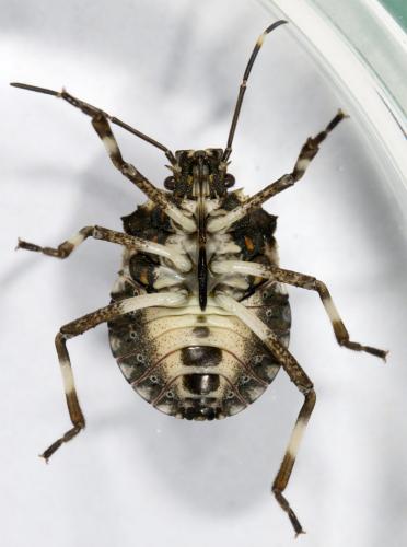 Réf. 331 059 : Halyomorpha halys