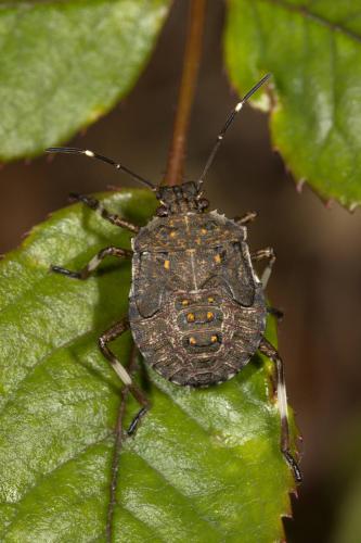 Réf. 331 057 : Halyomorpha halys