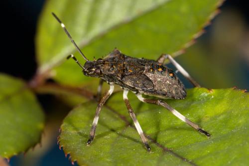 Réf. 331 058 : Halyomorpha halys