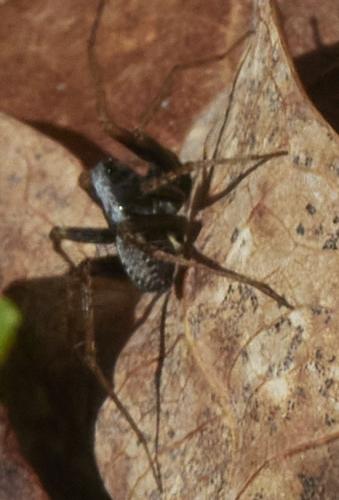 Pardosa sp.