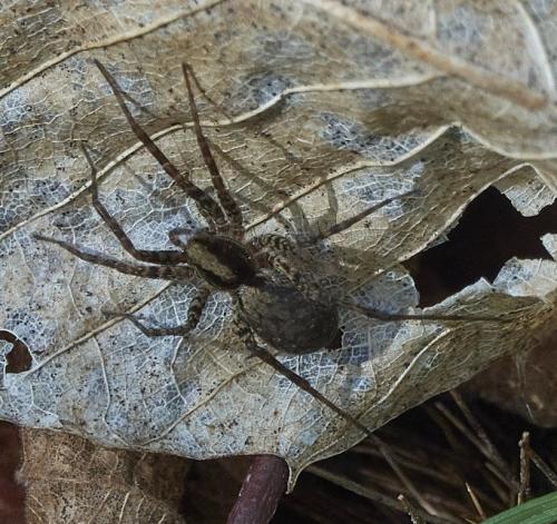 Pardosa sp.