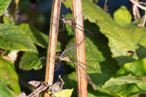 Chalcolestes viridis